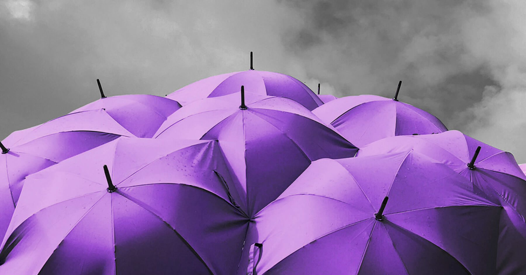Purple umbrellas
